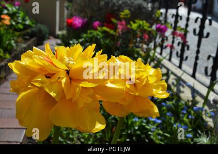 Deux grandes tulipes jaune rempli dans un jardin au printemps Banque D'Images