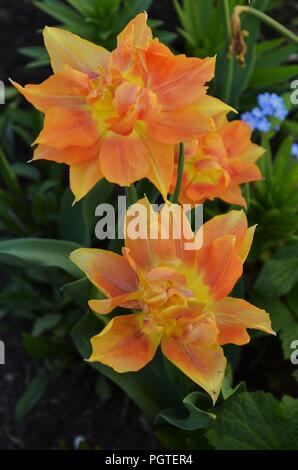 Tulipes orange sauvage en format vertical tourné au printemps Banque D'Images