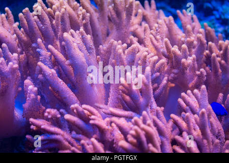 Coral Sinularia brassica, cuir, cuir fleur de chou Banque D'Images