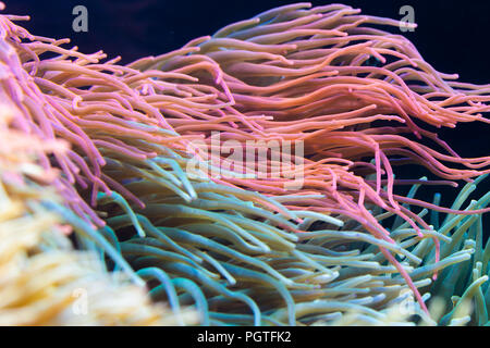 Anemone Heteractis magnifica, couleur pâle Anémone tentacule Banque D'Images