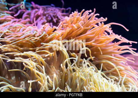 Anemone Heteractis magnifica, couleur pâle Anémone tentacule Banque D'Images