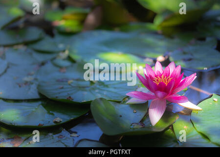 Nymphaea alba - fleur sur l'eau Banque D'Images