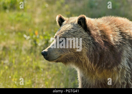 Un portrait libre d'un jeune ours grizzly (Ursus arctos) ; dans les régions rurales de l'Alberta au Canada. Banque D'Images