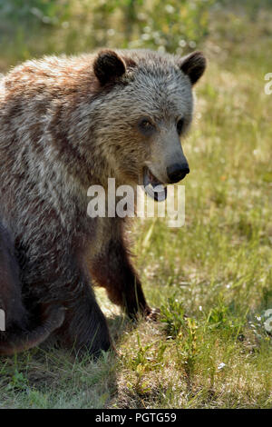 Un close up image d'un jeune ours grizzly (Ursus arctos) ; assis sur un patch d'herbe dans la chaleur du soleil dans les régions rurales de l'Alberta Canada Banque D'Images