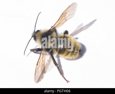 White-shouldered bourdon (Bombus appositus) Olympic National Park, Washington Banque D'Images