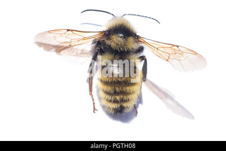 White-shouldered bourdon (Bombus appositus) Olympic National Park, Washington Banque D'Images
