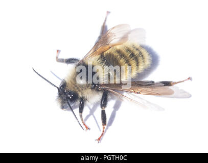 White-shouldered bourdon (Bombus appositus) Olympic National Park, Washington Banque D'Images
