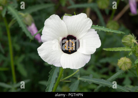Hibiscus trionum. Black-eyed Susan / fleur de l'heure mauve / Arrière Banque D'Images