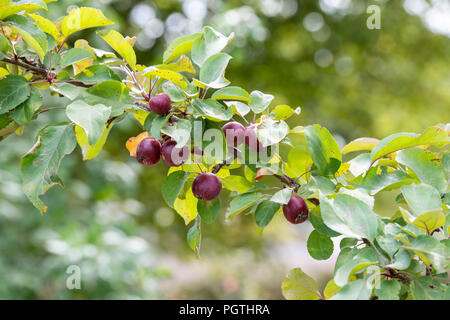 Malus 'Harry Baker''. Pommier 'Harry Baker' fruit en août. UK Banque D'Images