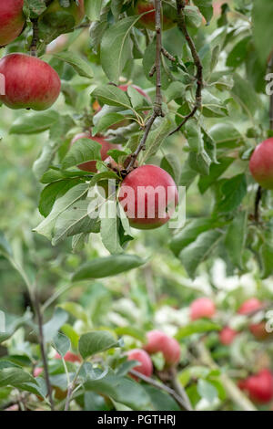 Malus domestica. La pomme 'Akane' sur l'arbre Banque D'Images