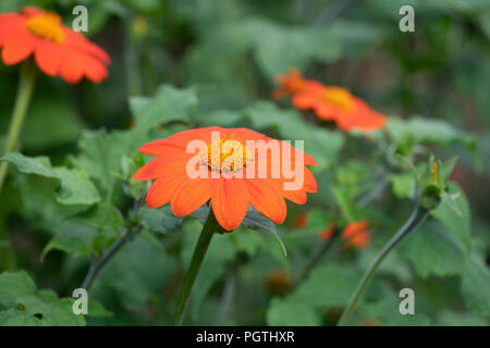 Tithonia rotundifolia. Tournesol Tournesol mexicain / Rouge Banque D'Images