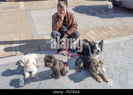 Dog walker avec des chiens en laisse, High Street, Worcester, Worcestershire, Angleterre, Royaume-Uni Banque D'Images