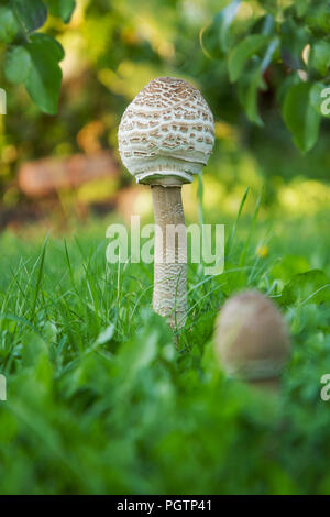 Paire de Parasol Mushrooms (Macrolepiota procera ou Lepiota procera) sur une clairière herbeuse. Août Banque D'Images