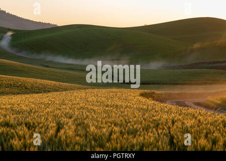 Soleil sur champ de blé dans la région de Washington Palouse Banque D'Images