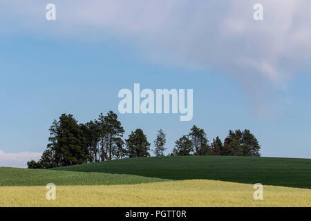 Terrain agricole avec les haricots et les cultures dans la région de l'état de Washington palouse Banque D'Images