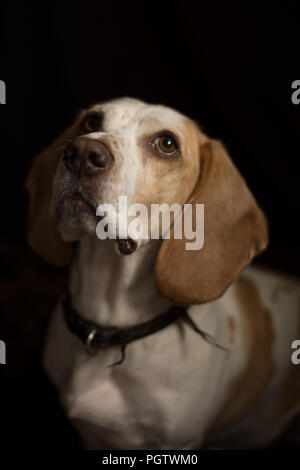 Blanc et brun clair chien avec les oreilles tombantes à dos noir avec motif Banque D'Images