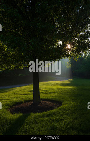 Le matin, la lumière du soleil filtrée par les arbres s'allume un spot sur l'herbe fraîchement coupée près de par une route de campagne dans la banlieue de Pittsburgh, PA. Banque D'Images