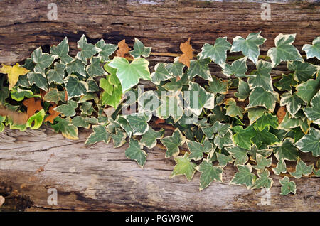 Arrière-plan avec les fougères et les vignes ont des feuilles, que nature douce Banque D'Images