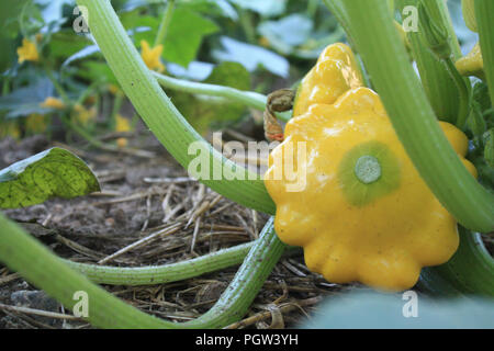 Patty pan squash croissant sur une ferme urbaine Banque D'Images