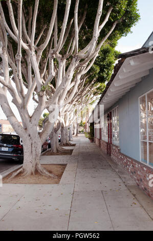 À la deuxième rue à partir de la bas D Street, à Encinitas, Californie, USA qui est bordée de grands arbres Ficus blanc Banque D'Images