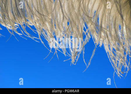 Détail de plumes d'autruche blanches contre un ciel bleu Banque D'Images