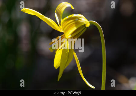 Close up shot Vue de côté d'une fleur jaune, truite lily, sur un fond sombre Banque D'Images