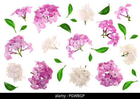 Fleurs lilas, branches et feuilles isolé sur fond blanc. Mise à plat. Vue d'en haut Banque D'Images