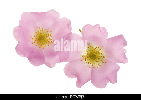 Fleur de rose musquée isolé sur fond blanc close up Banque D'Images