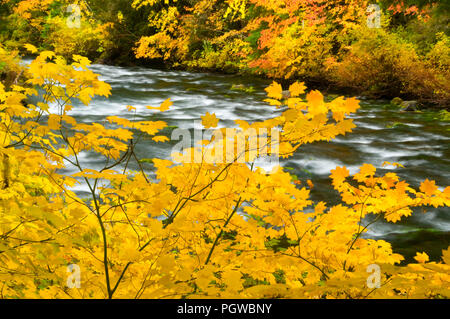 La région de McKenzie River en automne avec vine maple, McKenzie Wild and Scenic River, forêt nationale de Willamette, Oregon Banque D'Images