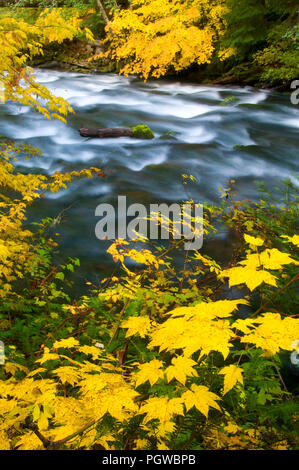 La région de McKenzie River en automne avec vine maple, McKenzie Wild and Scenic River, forêt nationale de Willamette, Oregon Banque D'Images