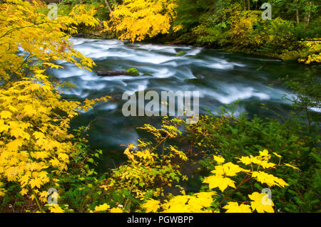 La région de McKenzie River en automne avec vine maple, McKenzie Wild and Scenic River, forêt nationale de Willamette, Oregon Banque D'Images