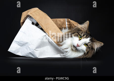 Beau black tabby avec blanc chat norvégien portant côté dans un sac en papier blanc à tout droit à lens, isolé sur fond noir Banque D'Images