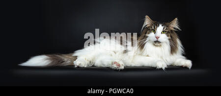 Beau noir paresseux tabby avec blanc chat norvégien portant fièrement à côté de la lentille à droite, isolé sur fond noir Banque D'Images