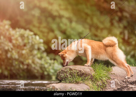 Shiba Inu appréciant les jardins japonais. Comme à la maison ! Banque D'Images