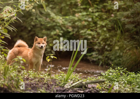 Shiba Inu appréciant les jardins japonais. Comme à la maison ! Banque D'Images