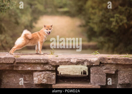 Shiba Inu appréciant les jardins japonais. Comme à la maison ! Banque D'Images