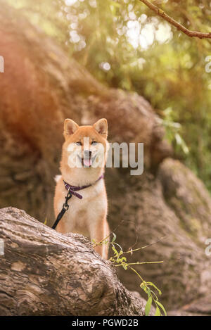 Shiba Inu appréciant les jardins japonais. Comme à la maison ! Banque D'Images