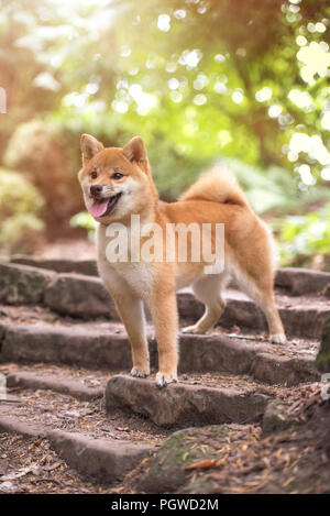 Shiba Inu appréciant les jardins japonais. Comme à la maison ! Banque D'Images