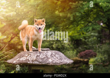 Shiba Inu appréciant les jardins japonais. Comme à la maison ! Banque D'Images