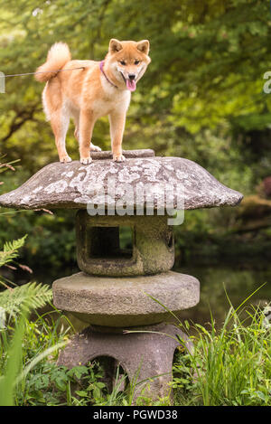 Shiba Inu appréciant les jardins japonais. Comme à la maison ! Banque D'Images