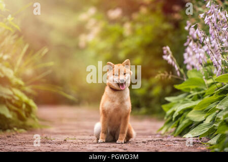 Shiba Inu appréciant les jardins japonais. Comme à la maison ! Banque D'Images