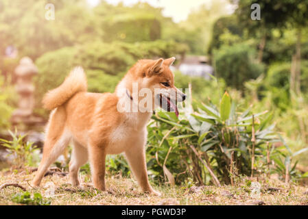 Shiba Inu appréciant les jardins japonais. Comme à la maison ! Banque D'Images