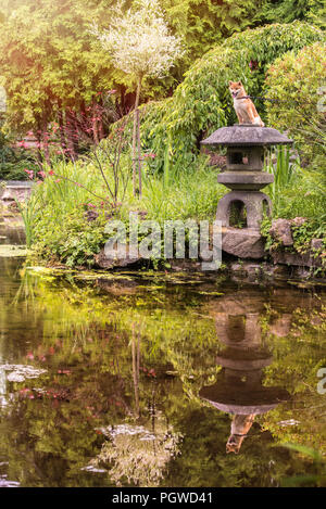 Shiba Inu appréciant les jardins japonais. Comme à la maison ! Banque D'Images