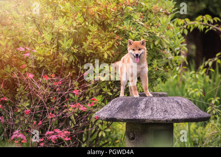 Shiba Inu appréciant les jardins japonais. Comme à la maison ! Banque D'Images