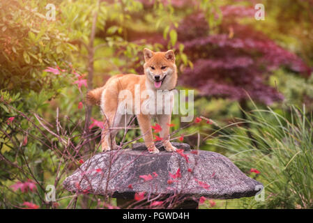 Shiba Inu appréciant les jardins japonais. Comme à la maison ! Banque D'Images