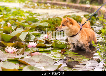 Shiba Inu appréciant les jardins japonais. Comme à la maison ! Banque D'Images