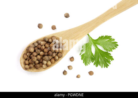 Les graines de coriandre et les feuilles en cuillère en bois isolé sur fond blanc. Vue d'en haut. Motif de mise à plat Banque D'Images