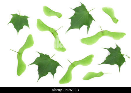 Graines d'érable verte avec des feuilles isolées sur fond blanc Banque D'Images