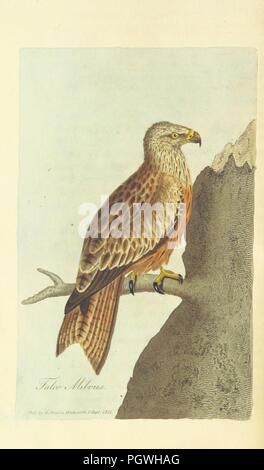 Libre à partir de la page 18 de "British Ornithology ; être l'histoire, avec une représentation en couleur de toutes les espèces connues d'oiseaux britanniques' . Banque D'Images