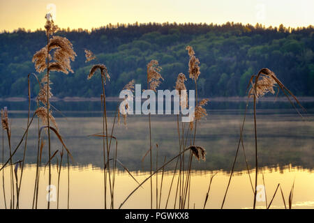 Reed dans le soleil du matin au lac de Tachinger, voir Rupertiwinkel, Chiemgau, Haute-Bavière, Bavière, Allemagne Banque D'Images